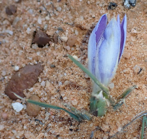 Image of Babiana sambucina by (c) Nicola van Berkel, some rights reserved (CC BY-SA)