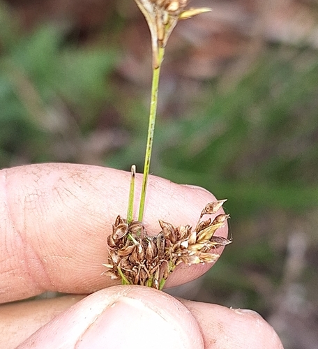Image of Rhynchospora brownii by (c) Greg Tasney, some rights reserved (CC BY-SA)