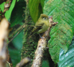 Empidonax flavescens