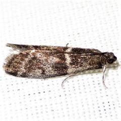 Acrobasis vaccinii