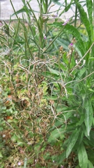 Epilobium tetragonum