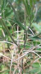 Epilobium tetragonum