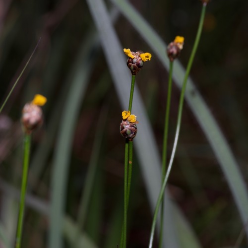 Baldwin's Yelloweyed Grass (Xyris baldwiniana)