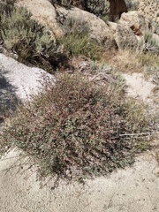 Symphoricarpos longiflorus