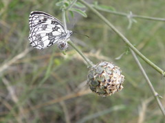 Melanargia galathea