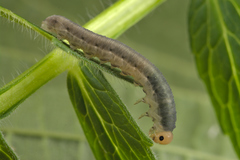 Macrophya albicincta