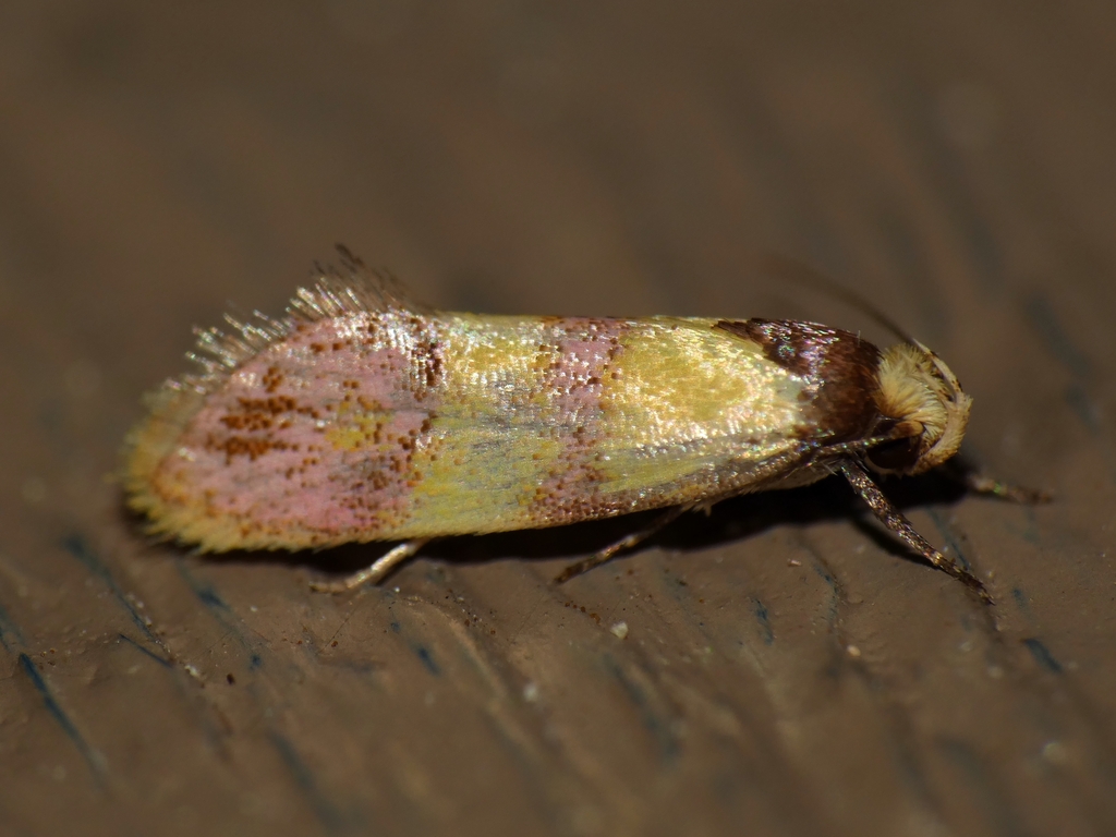 Psaroxantha miltozona