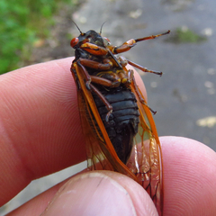 Magicicada cassinii
