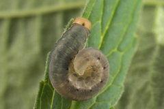 Macrophya albicincta