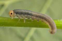 Macrophya albicincta