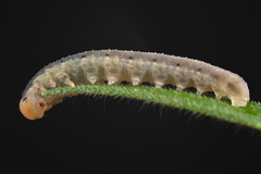 Macrophya albicincta