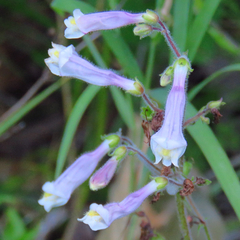 Penstemon hirsutus
