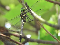 Epophthalmia elegans