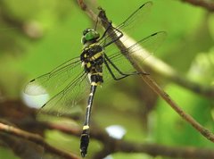 Epophthalmia elegans