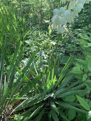 Yucca flaccida