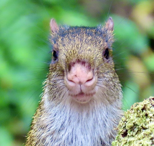 Central American Agouti