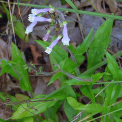 Penstemon hirsutus