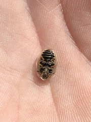 Physonota unipunctata