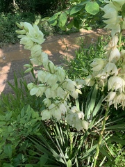 Yucca flaccida