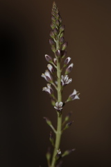Lysimachia dubia