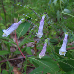 Penstemon hirsutus