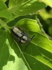 Physonota unipunctata