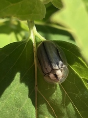 Physonota unipunctata