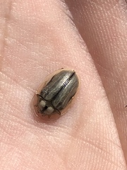 Physonota unipunctata