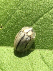 Physonota unipunctata