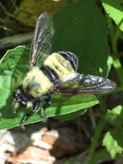 Laphria grossa