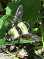 Laphria grossa