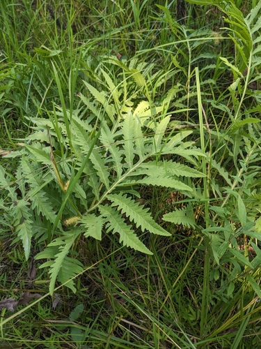 Narrowback Trail