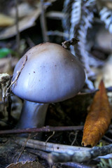 Cortinarius taylorianus
