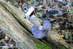 Cortinarius taylorianus