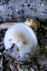 Cortinarius taylorianus