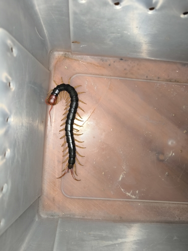 Chinese Red-headed Centipede