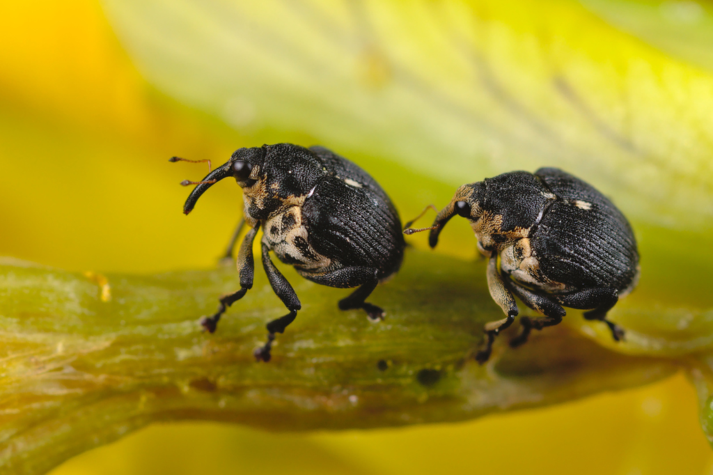 Minute Seed Weevils