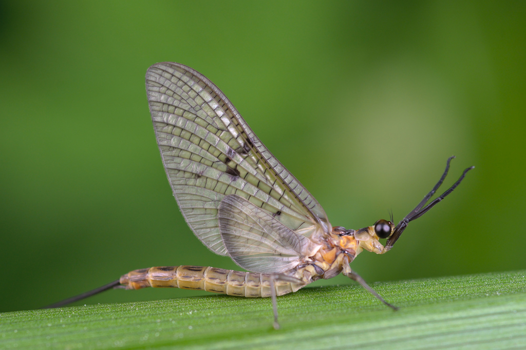 Striped Mayfly