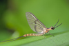 Green Drakes - Photo (c) Gilles San Martin, some rights reserved (CC BY-SA), uploaded by Gilles San Martin