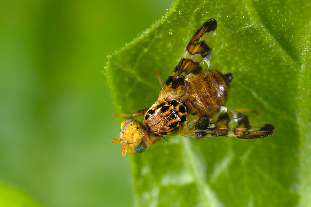 Banded Bryony-fly
