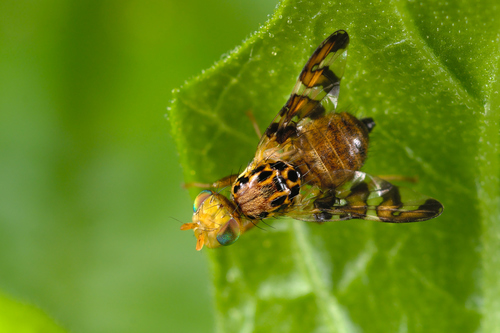 Banded Bryony-fly