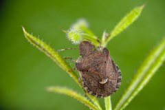Dyroderes umbraculatus