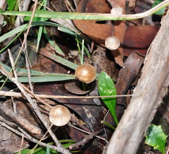 Mycena albidofusca