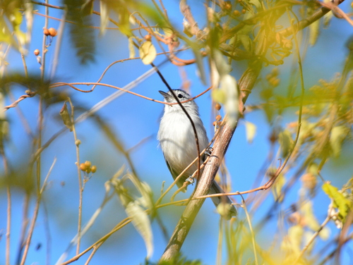 Caatinga Antwren (Radinopsyche sellowi), photo 2