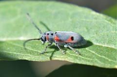 Tetraopes batesi