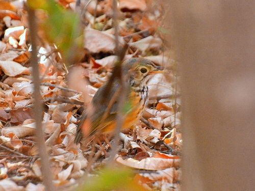 White-browed Antpitta (Hylopezus ochroleucus), photo 5