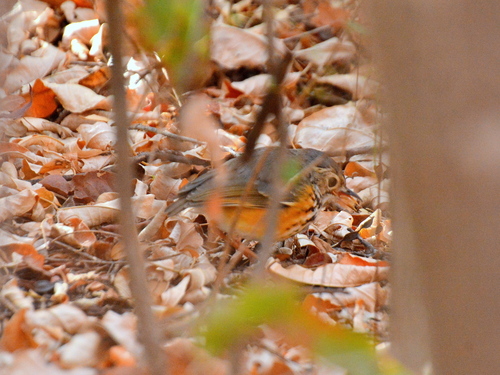 White-browed Antpitta (Hylopezus ochroleucus), photo 2