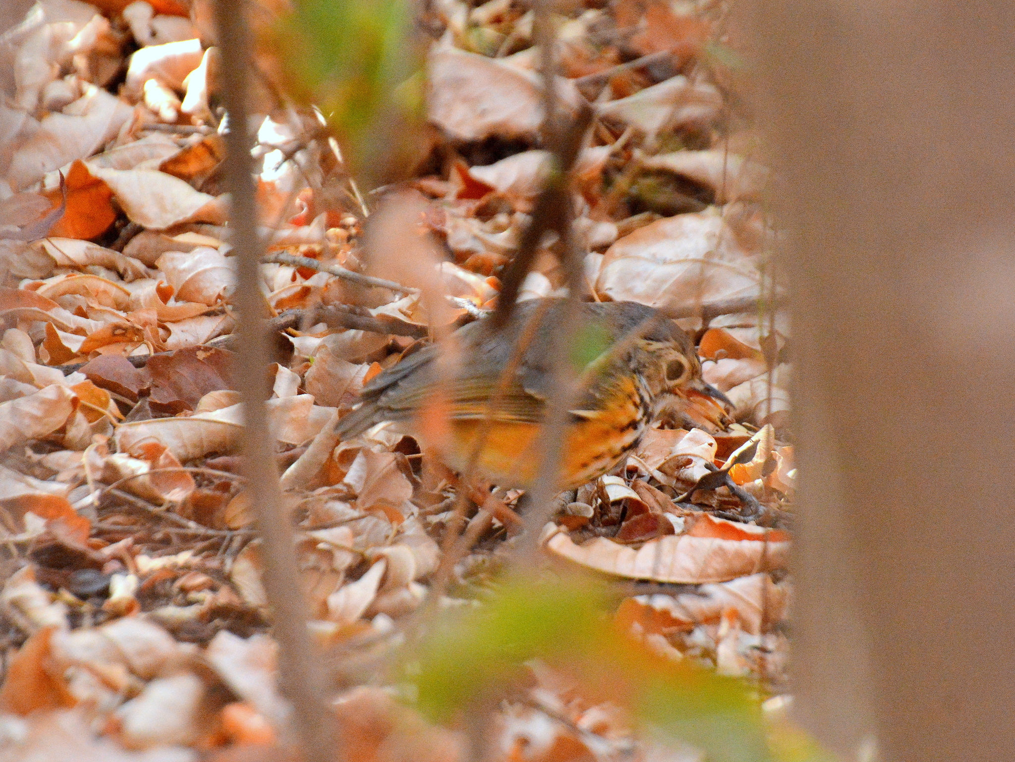 White-browed Antpitta (Hylopezus ochroleucus), photo 2