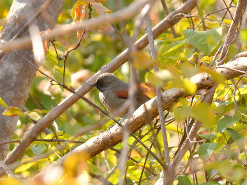 Red-shouldered Spinetail (Synallaxis hellmayri), photo 6