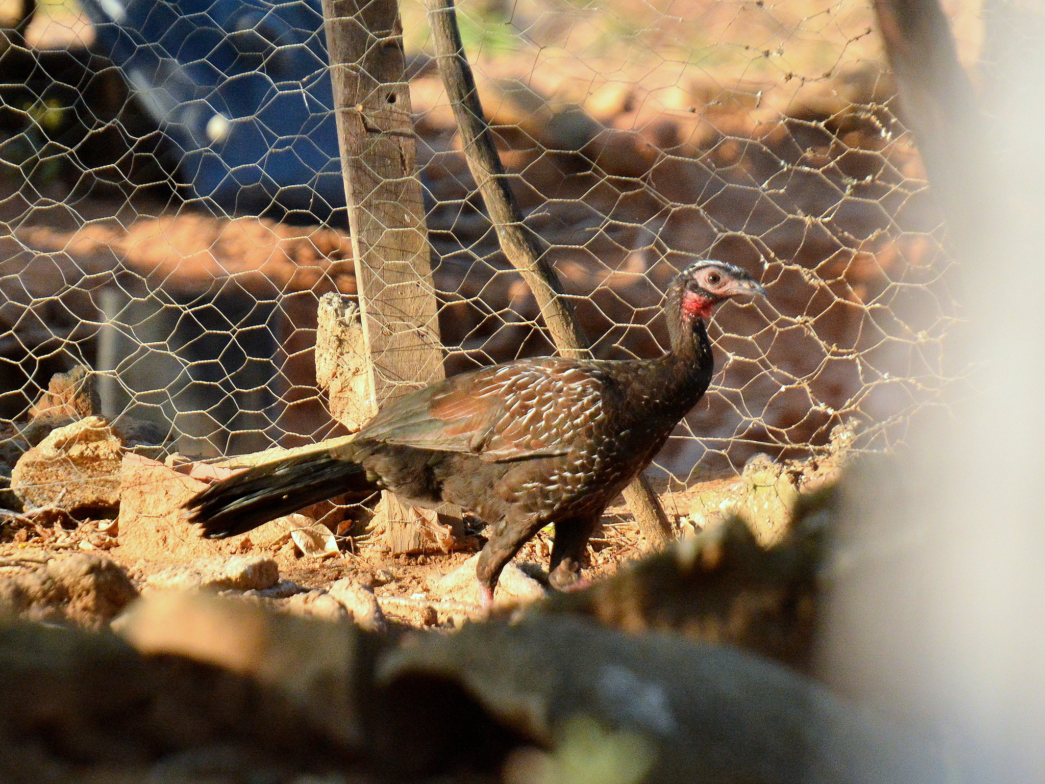 White-browed Guan (Penelope jacucaca), photo 7